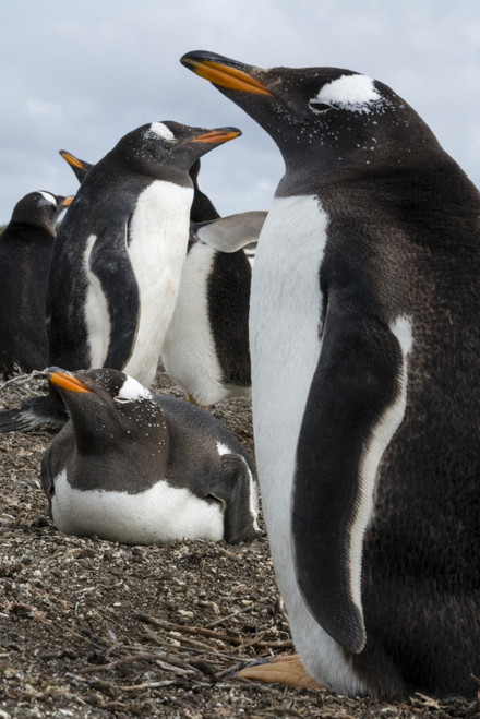 Gentoo penguin colony, Pygoscelis papua. Poster Print by Sergio Pitamitz - Item # VARPDDSA09SPI0032