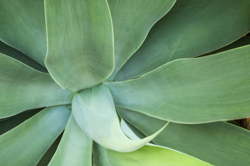 USA, Hawaii, Kauai. Agave plant close-up. Poster Print by Jaynes Gallery - Item # VARPDDUS12BJY0105
