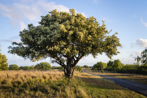 Texas ebony (Pithecellobium ebano) in bloom. Poster Print by Larry Ditto - Item # VARPDDUS44LDI2974