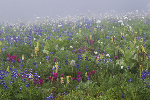 Alpine wildflower, Mount Rainier National Park Poster Print by Ken Archer