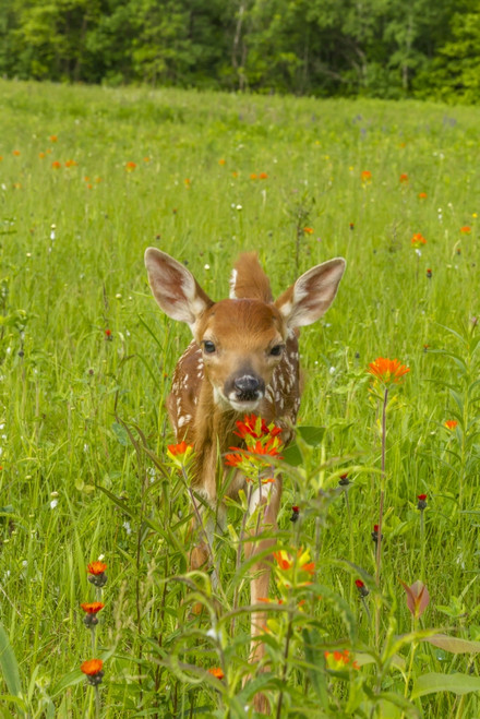 USA, Minnesota, Pine County. Captive fawn.  Poster Print by Jaynes Gallery - Item # VARPDDUS24BJY0067