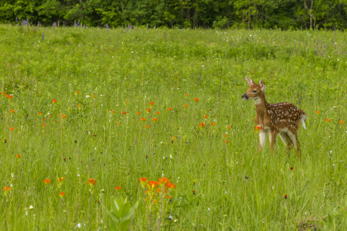 USA, Minnesota, Pine County. Captive fawn.  Poster Print by Jaynes Gallery - Item # VARPDDUS24BJY0068