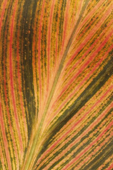 USA, California. Detail of canna plant leaf. Poster Print by Jaynes Gallery - Item # VARPDDUS05BJY1386