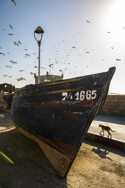 Essaouira, Morocco. Seagulls flying over a boat Poster Print by Jolly Sienda - Item # VARPDDAF29JSI0060