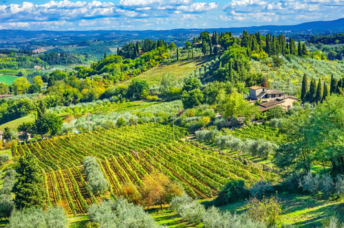 Tuscan vineyard, San Gimignano, Tuscany, Italy Poster Print by William Perry (24 x 18) # EU16WPE0786