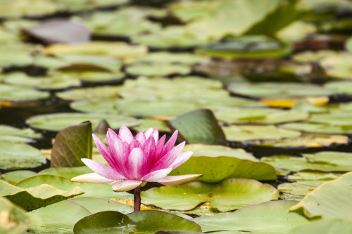 Water lilies blooming and lily pads in a pond. Poster Print by Tom Haseltine - Item # VARPDDNA01THA0004