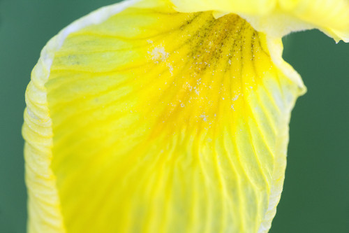 USA, California. Detail of yellow iris petal. Poster Print by Jaynes Gallery - Item # VARPDDUS05BJY1372