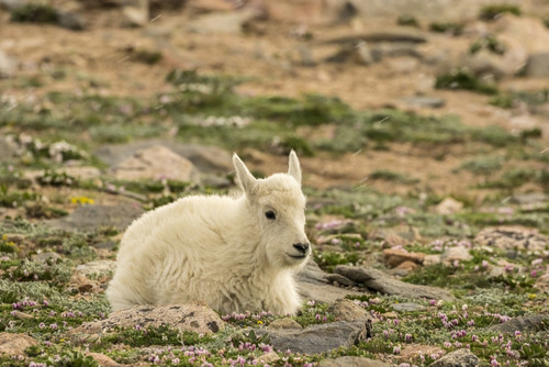 USA, Colorado, Mt. Evans. Mountain goat kid.  Poster Print by Jaynes Gallery - Item # VARPDDUS06BJY1238