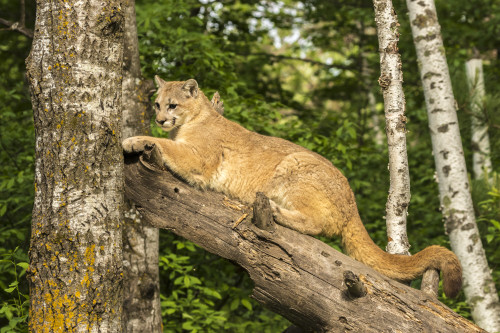 USA, Minnesota, Pine County. Captive bobcat.  Poster Print by Jaynes Gallery - Item # VARPDDUS24BJY0055