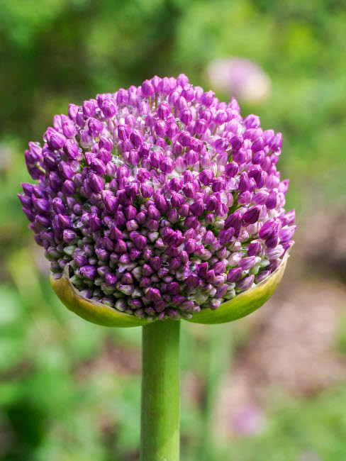 Close-up of an allium bud before it fully opens Poster Print by Julie Eggers (18 x 24) # US39JEG0070