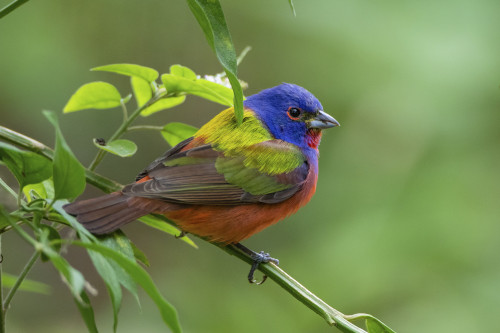 Painted bunting (Passerina ciris) male foraging. Poster Print by Larry Ditto - Item # VARPDDUS44LDI2895