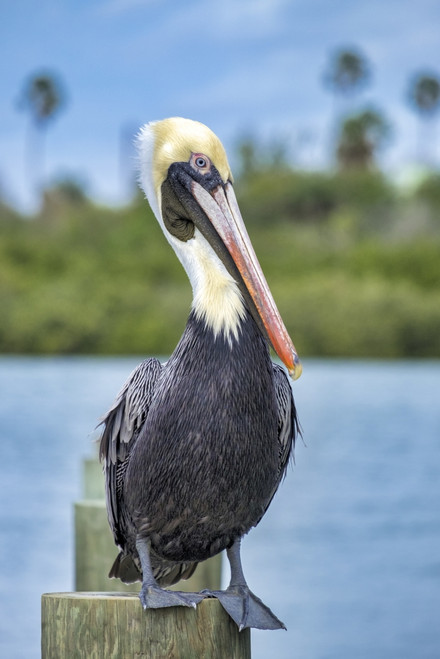 Brown pelican, New Smyrna Beach, Florida, USA Poster Print by Jim Engelbrecht - Item # VARPDDUS10JEN0648