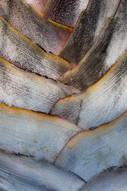 Fan detail of travelers palm tree, Maui, Hawaii Poster Print by Darrell Gulin (18 x 24) # US12DGU0267