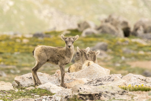 USA, Colorado, Mt. Evans. Bighorn sheep lambs.  Poster Print by Jaynes Gallery - Item # VARPDDUS06BJY1202