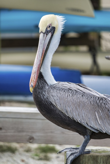 Brown pelican, New Smyrna Beach, Florida, USA Poster Print by Lisa Engelbrecht - Item # VARPDDUS10LEN1031