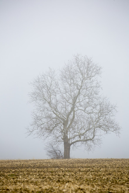 Bare tree in fog. Marion County, Illinois. Poster Print by Richard & Susan Day - Item # VARPDDUS14RDY2503