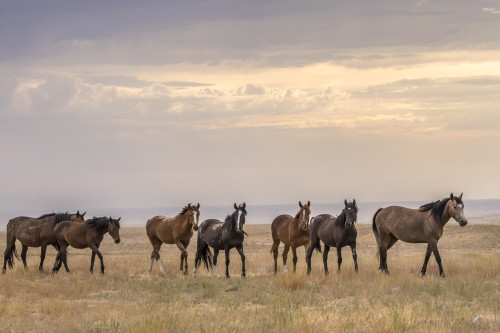 USA, Utah, Tooele County. Wild horses walking.  Poster Print by Jaynes Gallery - Item # VARPDDUS45BJY0730 USA, Utah, Tooele County. Wild horses walking.  Poster Print by Jaynes Gallery - Item # VARPDDUS45BJY0730