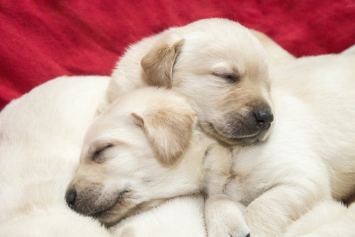 Litter of one month old Yellow Labrador puppies.  Poster Print by Janet Horton