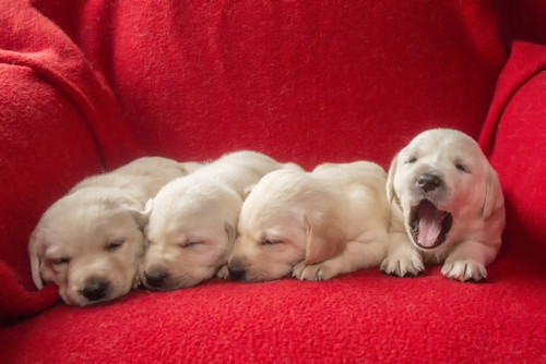 Litter of one month old Yellow Labrador puppies.  Poster Print by Janet Horton