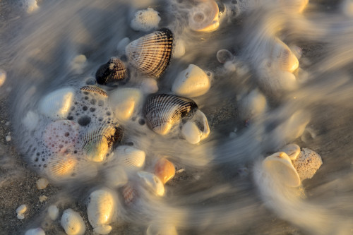 Surf on seashells on Sanibel Island in Florida, USA Poster Print by Chuck Haney - Item # VARPDDUS10CHA0145