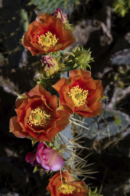 Prickly pear (Opuntia lindheimeri) cactus in bloom. Poster Print by Larry Ditto - Item # VARPDDUS44LDI2908