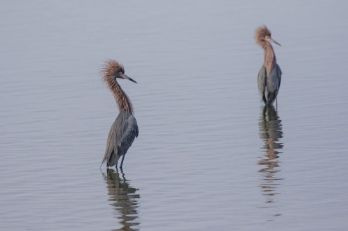 Reddish egrets (Egretta rufescens) standing in bay. Poster Print by Larry Ditto - Item # VARPDDUS44LDI2920