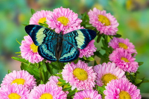 Tropical butterfly, Panacea procilla, on pink mums Poster Print by Darrell Gulin (24 x 18) # US48DGU1619
