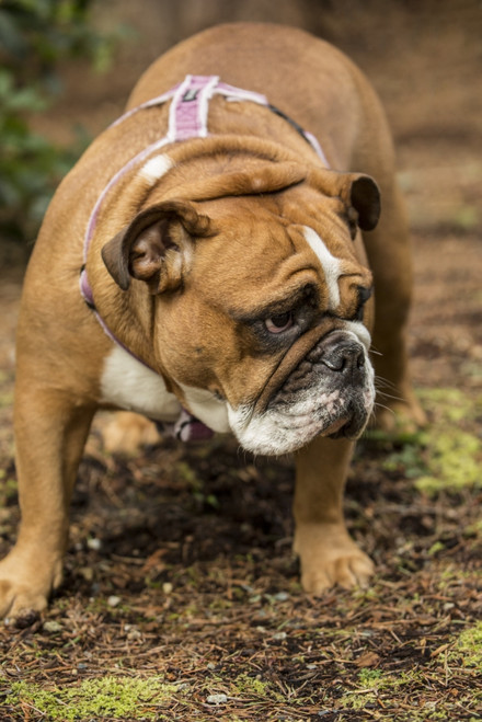 Issaquah, WA. English Bulldog walking in her yard.  Poster Print by Janet Horton - Item # VARPDDUS48JHO0063