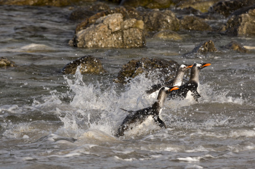 Gentoo penguins, Pygoscelis papua, coming ashore. Poster Print by Sergio Pitamitz