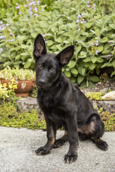 Issaquah, WA. Four month old German Shepherd puppy.  Poster Print by Janet Horton - Item # VARPDDUS48JHO0175