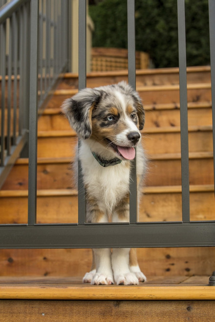 Three month old Blue Merle Australian Shepherd puppy Poster Print by Janet Horton - Item # VARPDDUS48JHO1001