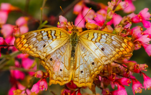 White peacock butterfly, Seattle, Washington State. Poster Print by William Perry - Item # VARPDDUS48WPE0232