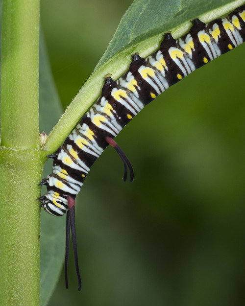 Queen larvae or caterpillar, Danaus gilippus, Florida Poster Print by Maresa Pryor - Item # VARPDDUS10MPR1168