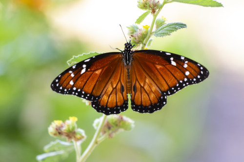 Soldier (Danaus eresimus) butterfly feeding at flower. Poster Print by Larry Ditto - Item # VARPDDUS44LDI2720