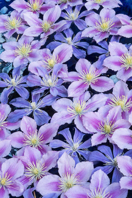 Clematis flower grouping together in blues and pinks Poster Print by Darrell Gulin (18 x 24) # US48DGU1720