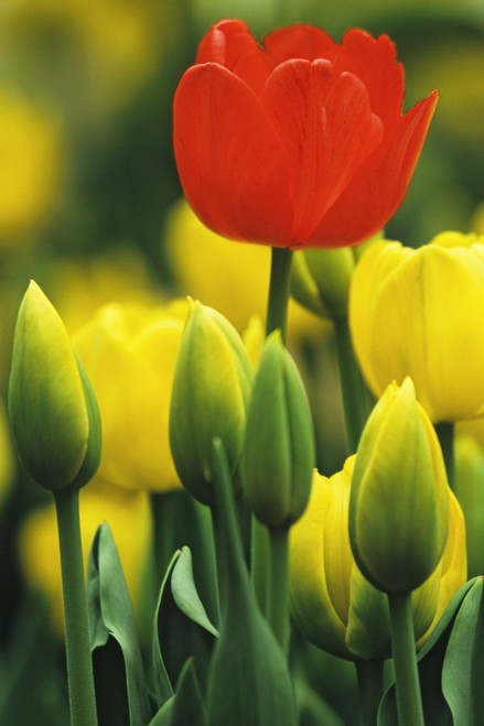 Holland, Keukenhof Gardens. Tulips in flower garden. Poster Print by Jaynes Gallery - Item # VARPDDEU20BJY0044