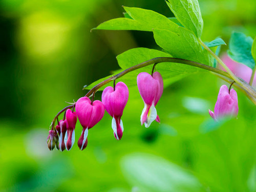 USA, Pennsylvania Close-up of a bleeding heart flower Poster Print by Julie Eggers (24 x 18) # US39JEG0263