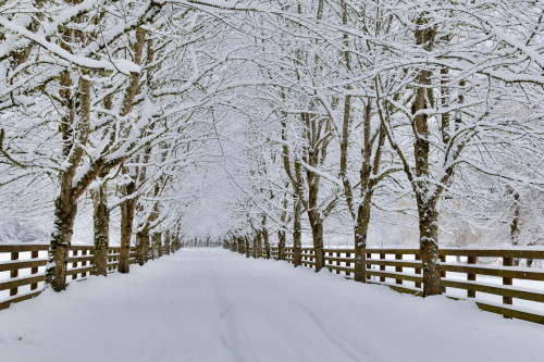 Fresh snow on tree and fence near, town of Snoqualmie Poster Print by Darrell Gulin - Item # VARPDDUS48DGU1593