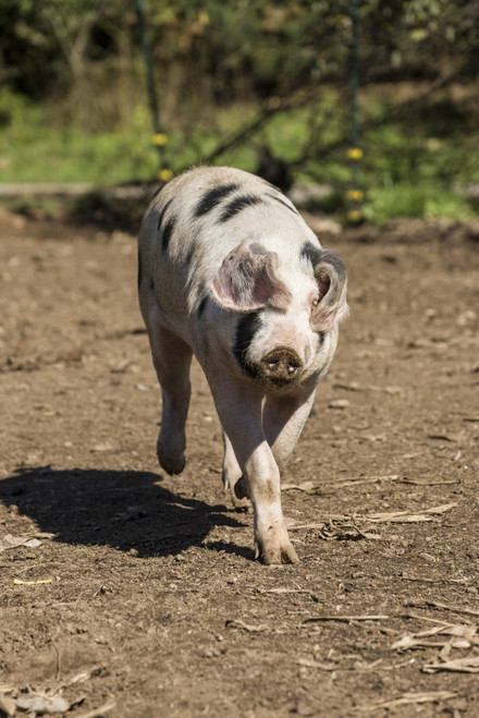 Carnation, WA. Gloucestershire Old Spots pig running.  Poster Print by Janet Horton