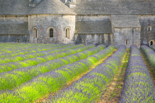 France, Provence. Lavender field and Senanque Abbey.  Poster Print by Jaynes Gallery - Item # VARPDDEU09BJY0051