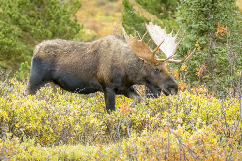 USA, Colorado, Cameron Pass. Bull moose with antlers. Poster Print by Jaynes Gallery - Item # VARPDDUS06BJY1353