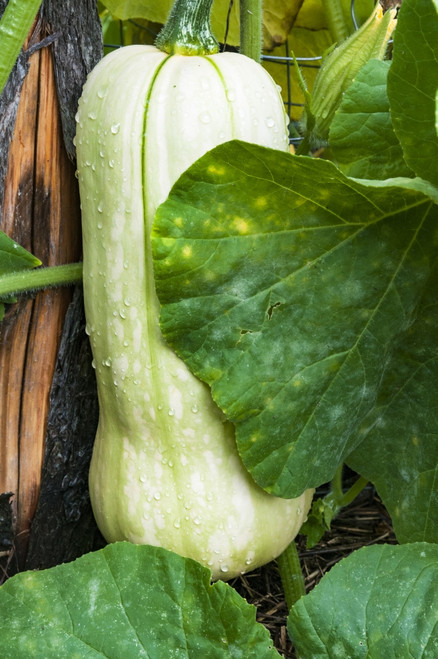 USA, Massachusetts. Northampton, day of Hurricane Irene Poster Print by Alison Jones - Item # VARPDDUS22AJN0016