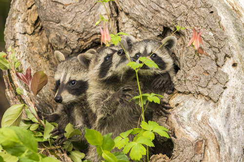 USA, Minnesota, Pine County. Captive raccoon babies.  Poster Print by Jaynes Gallery - Item # VARPDDUS24BJY0112