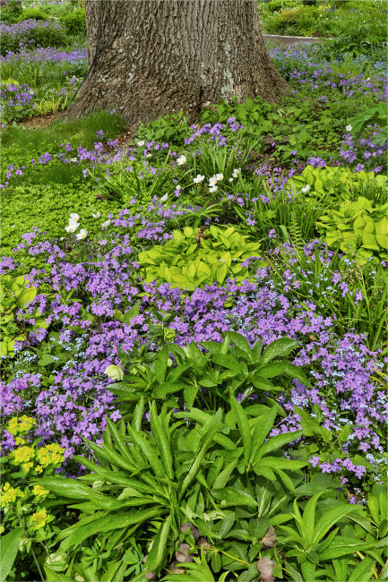 Spring colors, Chanticleer Garden, Wayne, Pennsylvania Poster Print by Darrell Gulin (18 x 24) # US39DGU0076