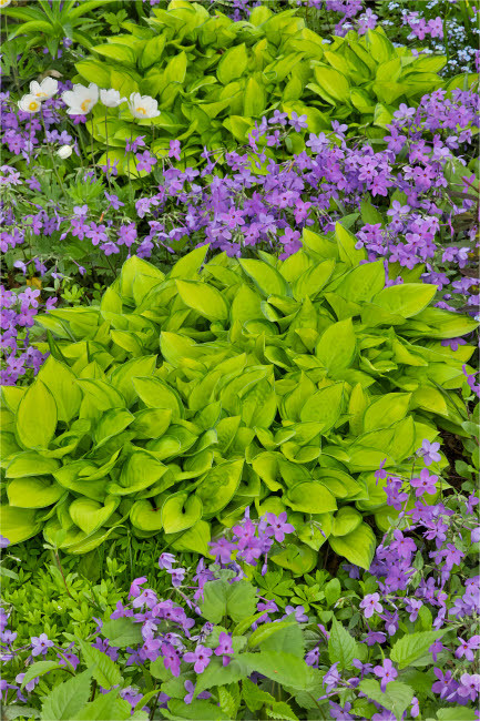 Spring colors, Chanticleer Garden, Wayne, Pennsylvania Poster Print by Darrell Gulin (18 x 24) # US39DGU0089