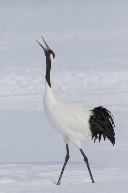 Red Crowned Crane of northern island of Hokkaido, Japan Poster Print by Darrell Gulin