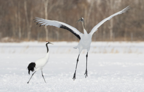 Red Crowned Crane of northern island of Hokkaido, Japan Poster Print by Darrell Gulin