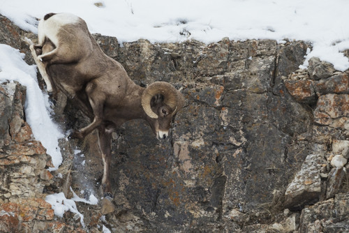 Rocky Mountain bighorn sheep, navigating winter cliff side Poster Print by Ken Archer - Item # VARPDDNA02KAR0943