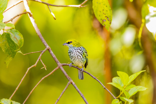 Central America, Costa Rica. Speckled tanager in tree. Poster Print by Jaynes Gallery - Item # VARPDDSA22BJY0063