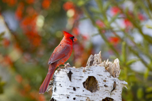 Male northern cardinal . Marion County, Illinois. Poster Print by Richard & Susan Day - Item # VARPDDUS14RDY2441 Male northern cardinal . Marion County, Illinois. Poster Print by Richard & Susan Day - Item # VARPDDUS14RDY2441